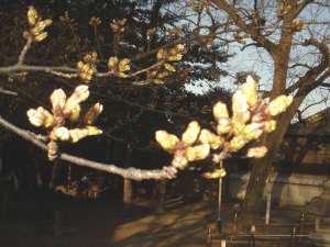 神明社の桜はこのように咲いて散りました。