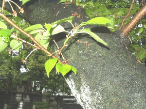 2008年4月18日（土）雨