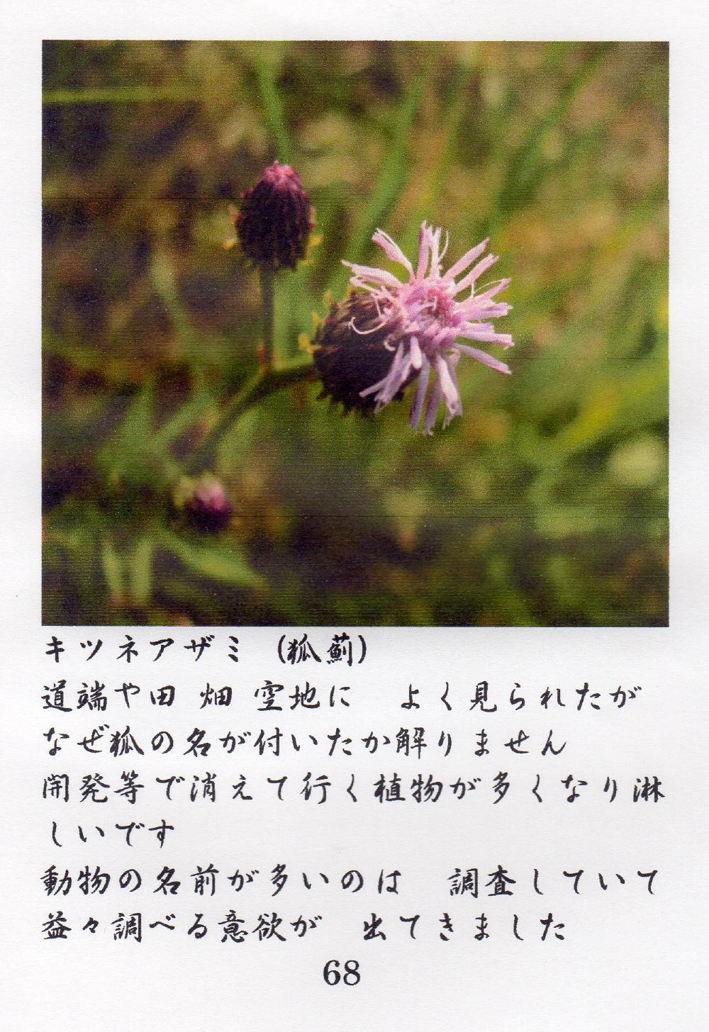 ふれ合った草花達 ｛Ｂ｝ その１－１４