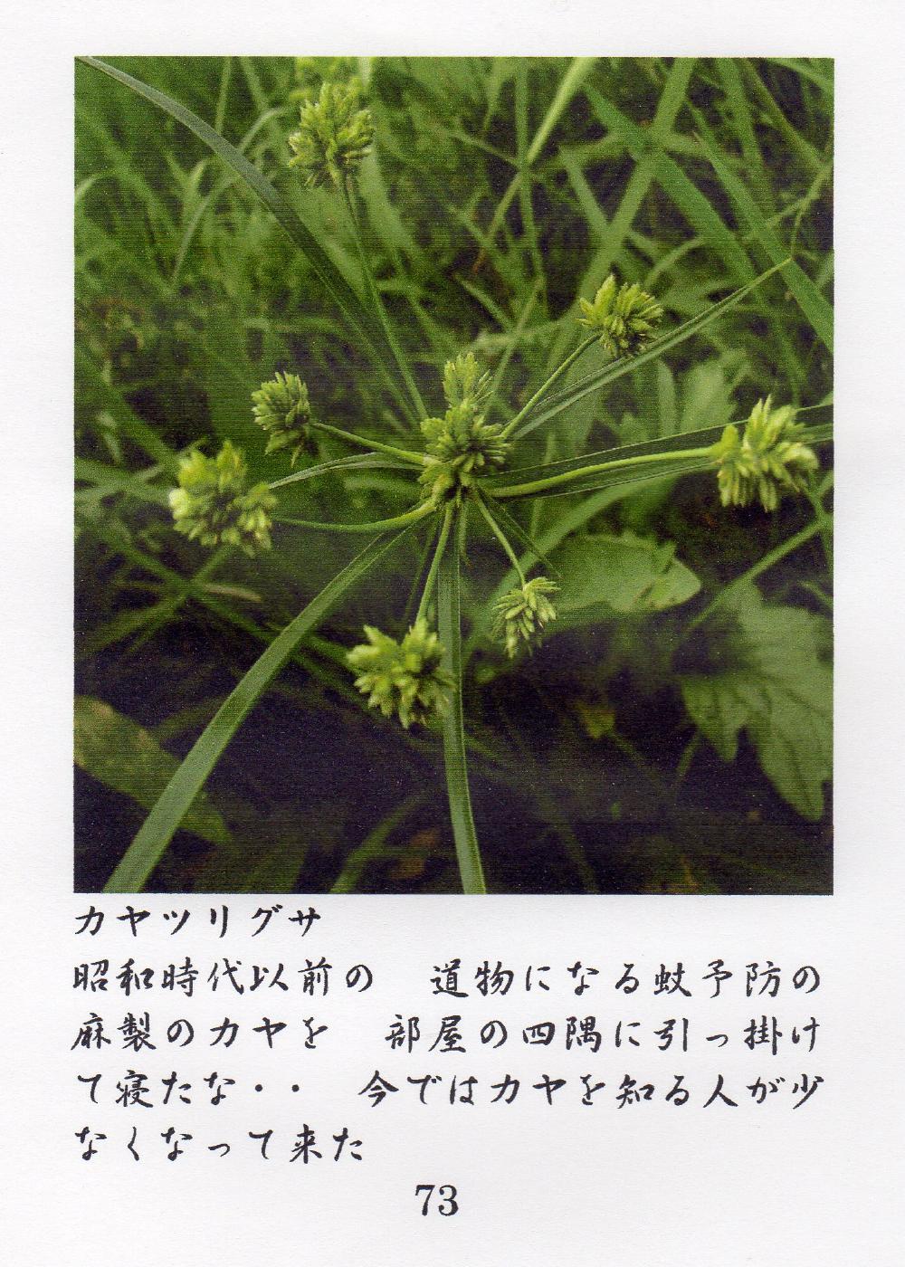 ふれ合った草花達 ｛Ｂ｝ その１－１４