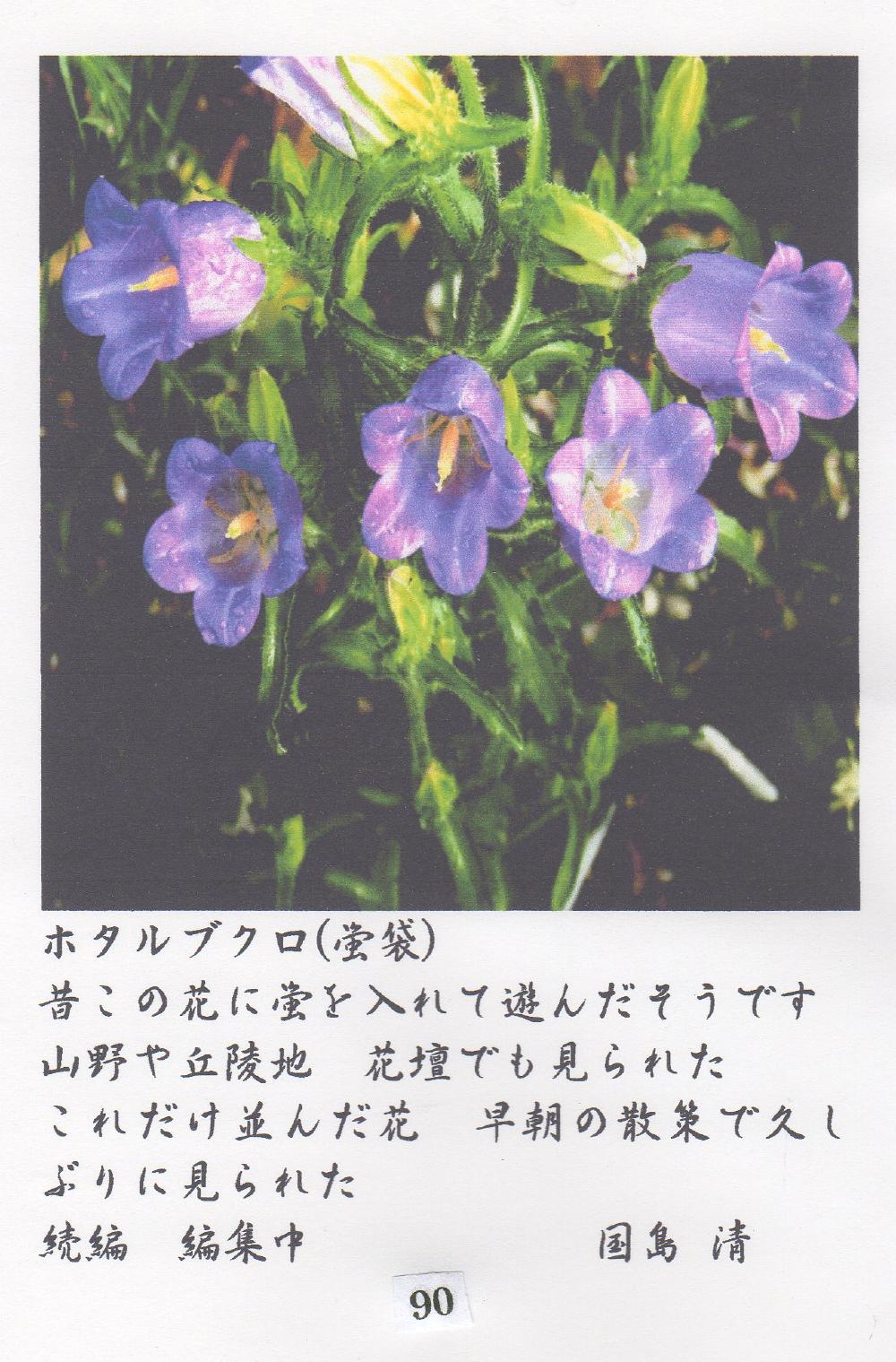 ふれ合った草花達 ｛Ｂ｝ その１－１７