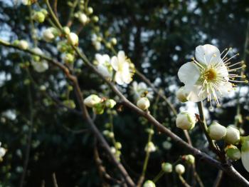 近所の庭に咲いている梅