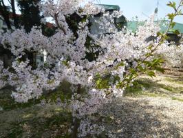 2018年3月31日（土）桜祭り－５