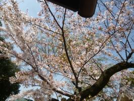 2018年3月31日（土）桜祭り－５