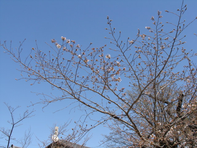 20200323 桜