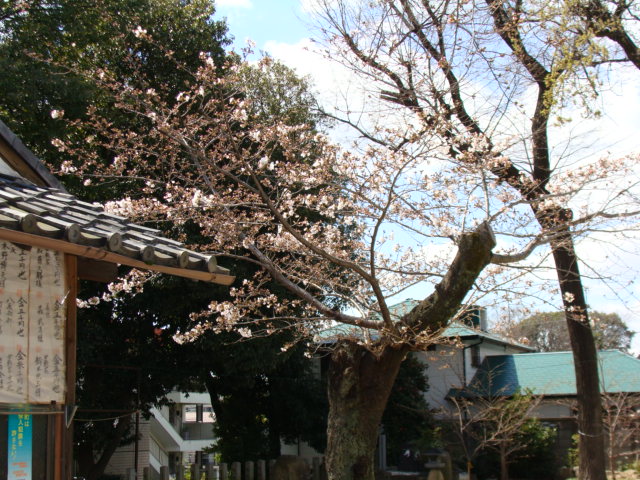 20200324 桜