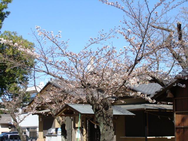 20200325 桜