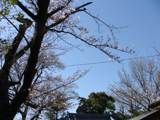 20200325 桜