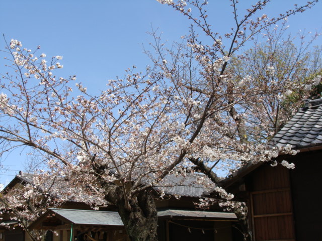 20200326 桜