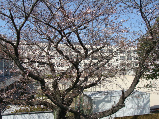 20200326 桜