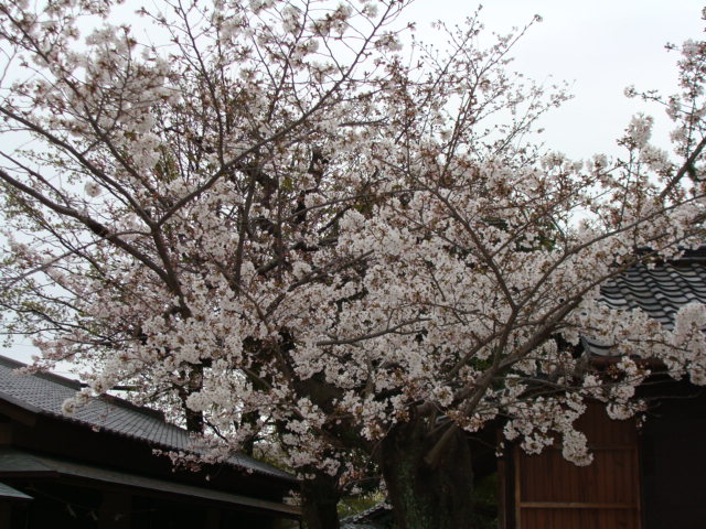 20200328 桜