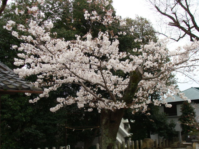 20200328 桜