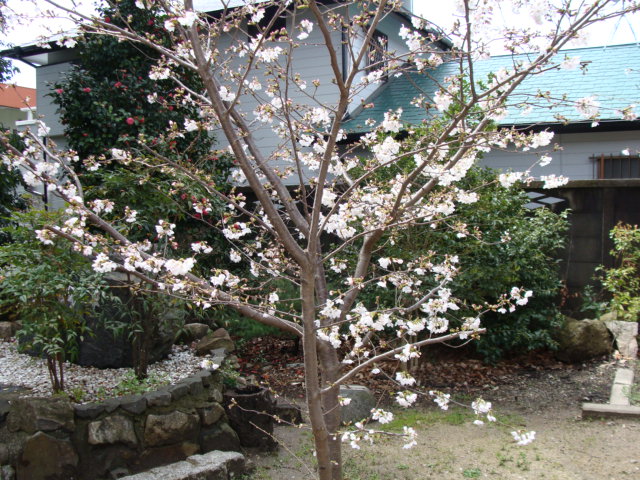 20200329 桜