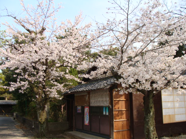 20200403 桜