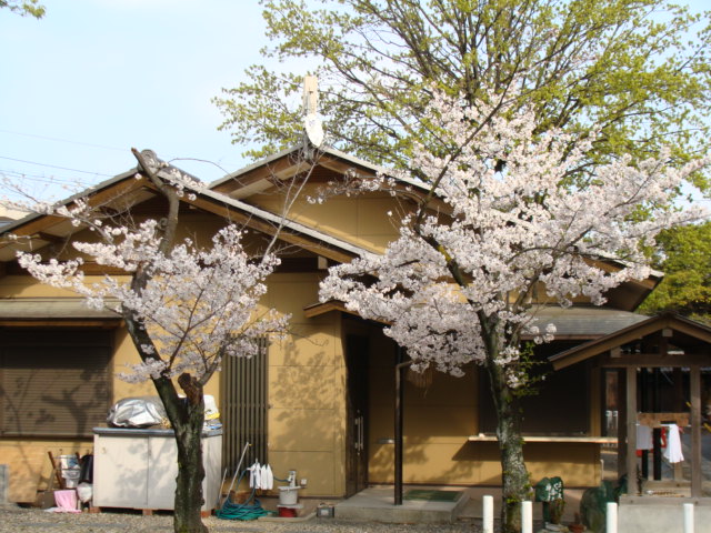 20200403 桜