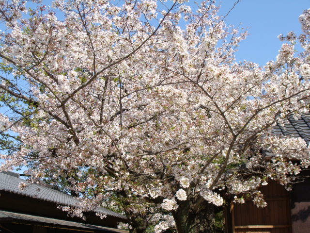 20200405 桜