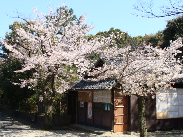 20200405 桜